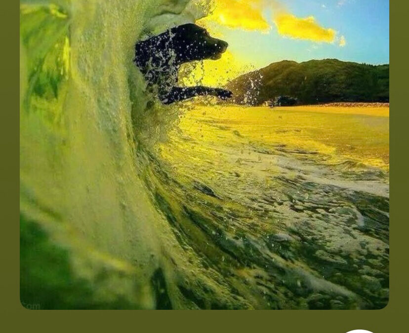 MistyK The DJ’s Pet Sounds & Farewells: A Summer Song